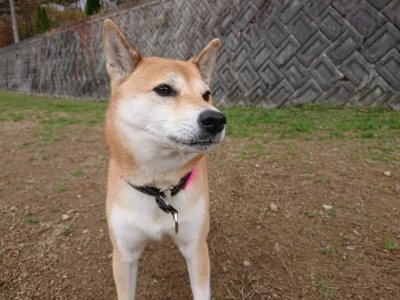 f:id:roukenhome-ann:20181201052529j:plain f:id:roukenhome-ann:20181201052529j:plain