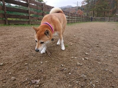 f:id:roukenhome-ann:20181201052548j:plain f:id:roukenhome-ann:20181201052548j:plain