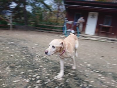 f:id:roukenhome-ann:20181201052926j:plain f:id:roukenhome-ann:20181201052926j:plain