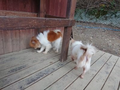 f:id:roukenhome-ann:20181201053222j:plain f:id:roukenhome-ann:20181201053222j:plain
