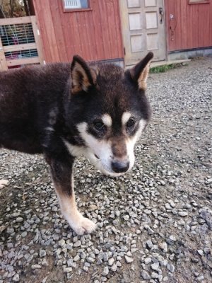 f:id:roukenhome-ann:20181201072250j:plain f:id:roukenhome-ann:20181201072250j:plain