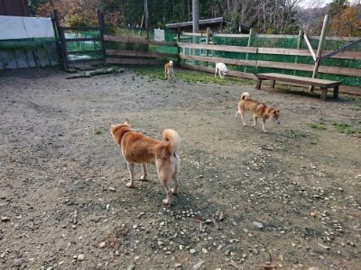 f:id:roukenhome-ann:20181201072354j:plain f:id:roukenhome-ann:20181201072354j:plain