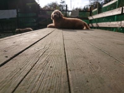 f:id:roukenhome-ann:20181201072442j:plain f:id:roukenhome-ann:20181201072442j:plain