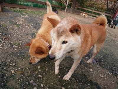 f:id:roukenhome-ann:20181201072903j:plain f:id:roukenhome-ann:20181201072903j:plain