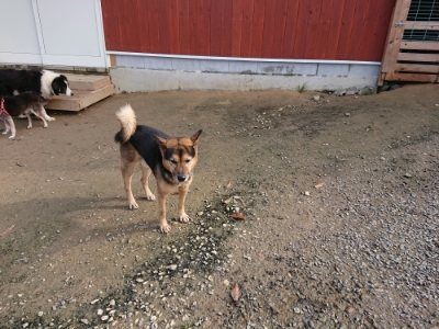f:id:roukenhome-ann:20181201073129j:plain f:id:roukenhome-ann:20181201073129j:plain