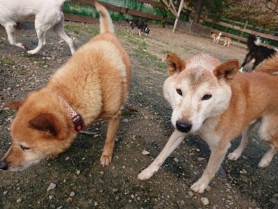 f:id:roukenhome-ann:20181201073944j:plain f:id:roukenhome-ann:20181201073944j:plain