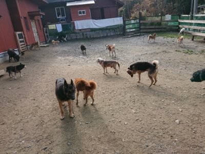 f:id:roukenhome-ann:20181201074049j:plain f:id:roukenhome-ann:20181201074049j:plain