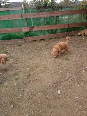 f:id:roukenhome-ann:20181201180604j:plain