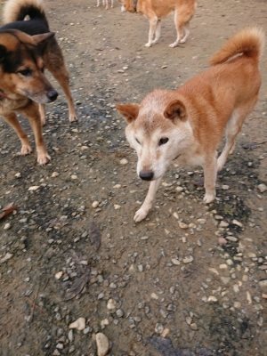 f:id:roukenhome-ann:20181201181433j:plain