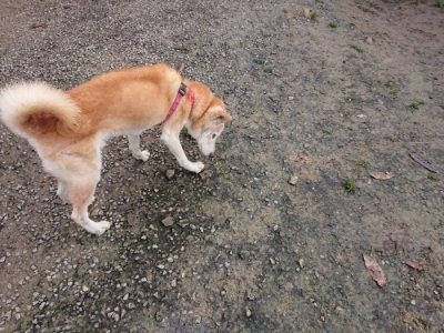f:id:roukenhome-ann:20181201181620j:plain