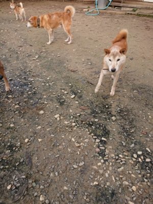f:id:roukenhome-ann:20181201181627j:plain