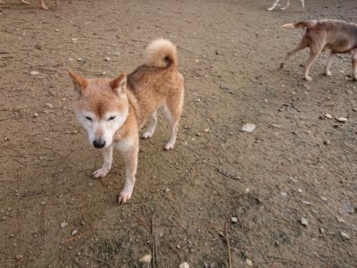 f:id:roukenhome-ann:20181201182409j:plain