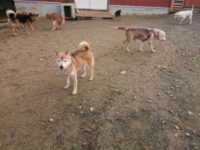 f:id:roukenhome-ann:20181201182444j:plain