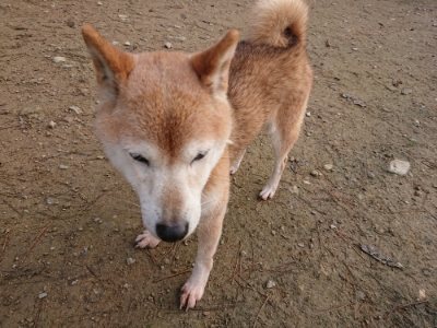 f:id:roukenhome-ann:20181201182520j:plain