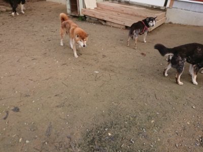 f:id:roukenhome-ann:20181201182856j:plain