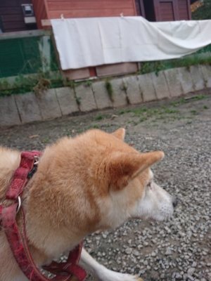 f:id:roukenhome-ann:20181203084315j:plain