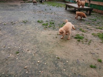 f:id:roukenhome-ann:20181204080301j:plain f:id:roukenhome-ann:20181204080301j:plain