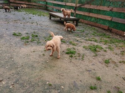 f:id:roukenhome-ann:20181204080350j:plain f:id:roukenhome-ann:20181204080350j:plain
