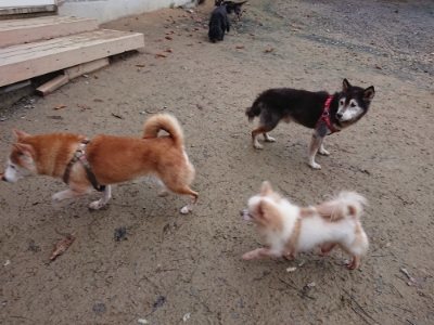 f:id:roukenhome-ann:20181204080809j:plain f:id:roukenhome-ann:20181204080809j:plain