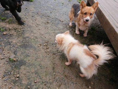 f:id:roukenhome-ann:20181204080822j:plain f:id:roukenhome-ann:20181204080822j:plain