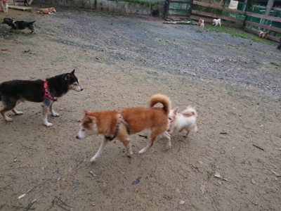 f:id:roukenhome-ann:20181204080842j:plain f:id:roukenhome-ann:20181204080842j:plain
