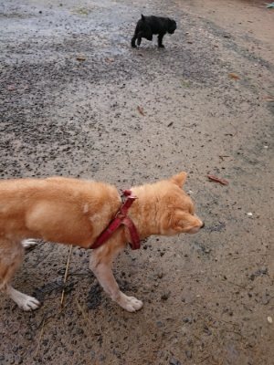 f:id:roukenhome-ann:20181204080945j:plain f:id:roukenhome-ann:20181204080945j:plain