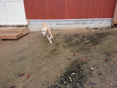 f:id:roukenhome-ann:20181204081040j:plain f:id:roukenhome-ann:20181204081040j:plain
