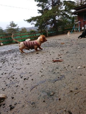 f:id:roukenhome-ann:20181204081241j:plain f:id:roukenhome-ann:20181204081241j:plain