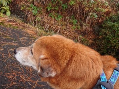 f:id:roukenhome-ann:20181204081250j:plain f:id:roukenhome-ann:20181204081250j:plain