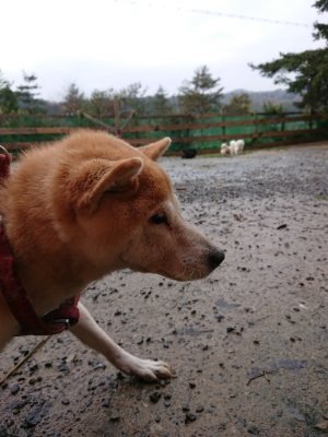 f:id:roukenhome-ann:20181204081404j:plain f:id:roukenhome-ann:20181204081404j:plain