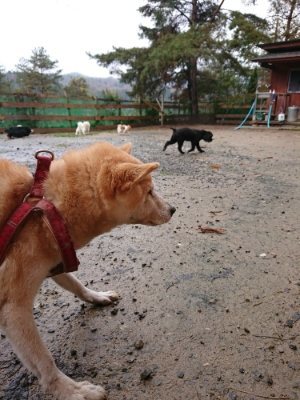 f:id:roukenhome-ann:20181204081435j:plain f:id:roukenhome-ann:20181204081435j:plain