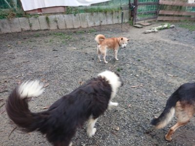 f:id:roukenhome-ann:20181207072655j:plain