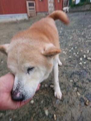 f:id:roukenhome-ann:20181207074255j:plain