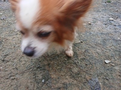 f:id:roukenhome-ann:20181207075000j:plain