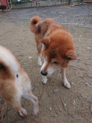f:id:roukenhome-ann:20181207075005j:plain