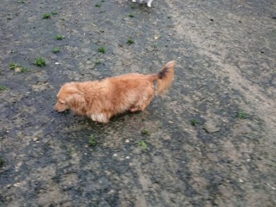 f:id:roukenhome-ann:20181208053925j:plain