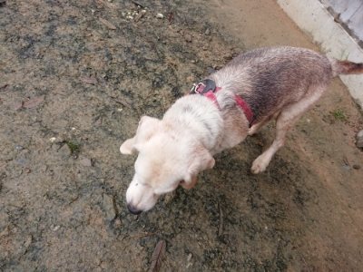 f:id:roukenhome-ann:20181208054223j:plain