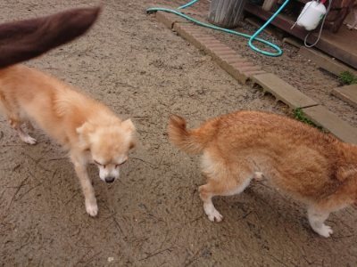 f:id:roukenhome-ann:20181208072554j:plain