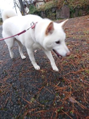 f:id:roukenhome-ann:20181208073318j:plain