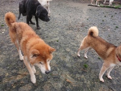 f:id:roukenhome-ann:20181208075246j:plain