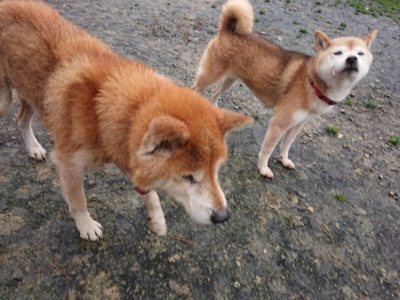 f:id:roukenhome-ann:20181208075251j:plain