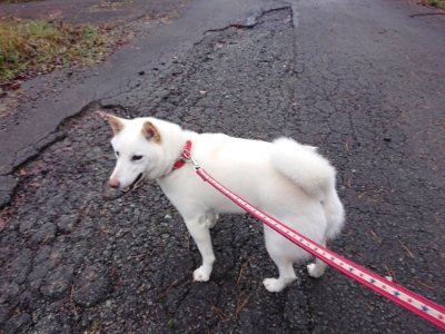 f:id:roukenhome-ann:20181208075300j:plain