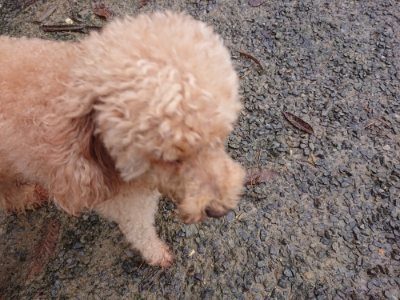 f:id:roukenhome-ann:20181208081011j:plain