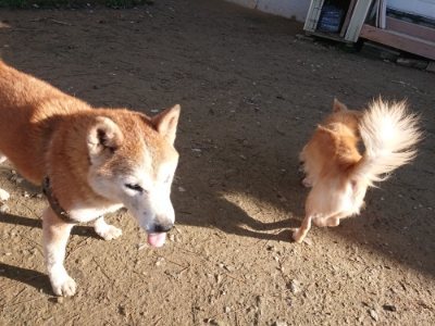 f:id:roukenhome-ann:20181209053832j:plain