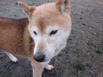 f:id:roukenhome-ann:20181209074820j:plain