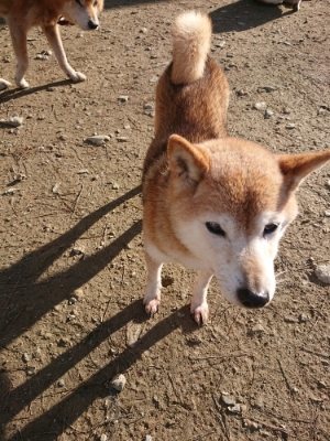 f:id:roukenhome-ann:20181209085719j:plain