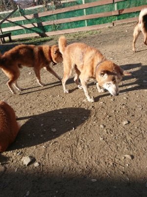 f:id:roukenhome-ann:20181209115248j:plain