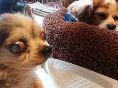 f:id:roukenhome-ann:20181210091348j:plain