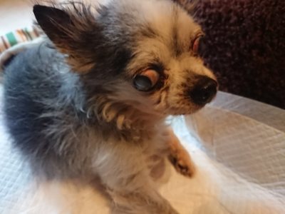 f:id:roukenhome-ann:20181210091443j:plain