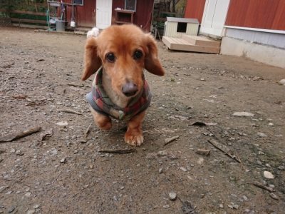 f:id:roukenhome-ann:20181210142626j:plain